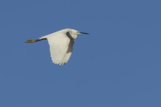 Little egret (Egretta garzetta) adult bird in flight, Norfolk, England, United Kingdom, Europe