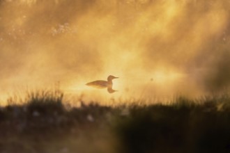 Red-throated loon (Gavia stellata) in sunrise mist at a bog