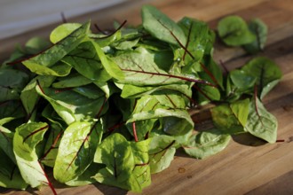 Southern German cuisine, preparation of sorrel soup with char, blood sorrel (Rumex sanguineus),