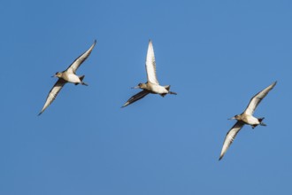 Black-tailed Godwit, Limosa limosa, birds in flight on blue sky