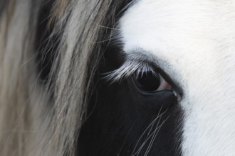 Horse (Equus caballus) adult animal close up of its eye, Norfolk, England, United Kingdom, Europe