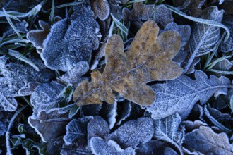 Oak leaf in hoarfrost, Diepholz, Lower Saxony, Germany, Europe