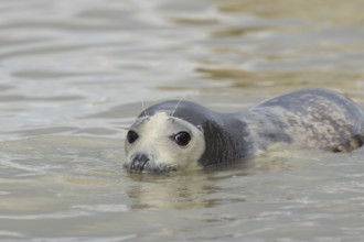 Common seal (Phoca vitulina) adult animal swimming in the sea, Norfolk, England, United Kingdom,