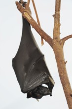 Kalong flying fox or large flying fox (Pteropus vampyrus), captive, occurring in Southeast Asia