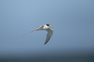 Little tern (Sternula albifrons) adult bird in flight against a blue sky, Suffolk, England, United