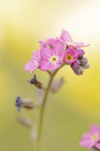 Pink forget-me-not 'Rosylva' (Myosotis sylvatica), flowering, ornamental plant, North