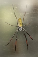 Silk spider (Nephila spec.) in web, captive, North Rhine-Westphalia, Germany, Europe