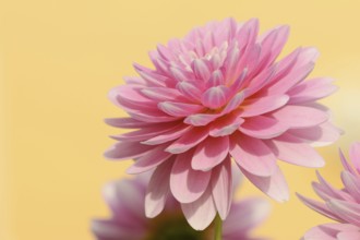 Dahlia (Dahlia Hybride), flower, ornamental plant, North Rhine-Westphalia, Germany, Europe