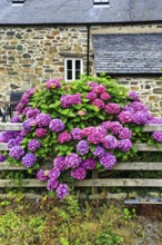 Hydrangea in bloom at the garden fence, cottage, typical holiday home in summer, Dolgellau,