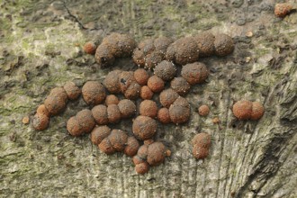 Reddish coalberry (Hypoxylon fragiforme), North Rhine-Westphalia, Germany, Europe