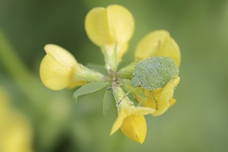 Green stink bug or green shield bug (Palomena prasina), nymph on common horned clover (Lotus