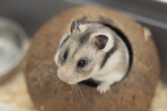 Hamster (Cricetinae spp.) pet animal head portrait, England, United Kingdom, Europe