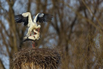 White stork (Ciconia ciconia), stork marriage, mating, copula, Altlu?heim, Germany, Europe