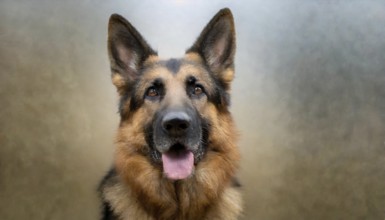 Pets, Dog, German Shepherd, AI-generated, AI generated