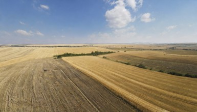 Agriculture, Crop fields, Wheat fields, Ripe wheat, Aerial view, AI generated, AI generated