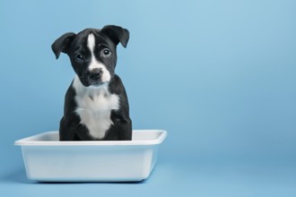 Puppy dog sitting in white litter box. KI generiert, generiert, AI generated