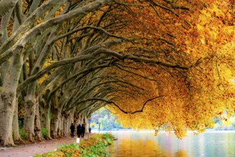 Platanen Allee, Weg am Lake Baldeney, near Haus Scheppen, in Essen, autumn, North Rhine-Westphalia,