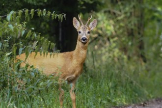 A european roe deer (Capreolus capreolus) stands on a path in the forest and looks curiously,