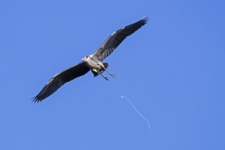 Flying grey heron (Ardea cinerea) pooping, defecating in mid-flight against blue sky