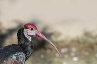 Southern bald ibis (Geronticus calvus, Tantalus calvus), wading bird native to southern Africa