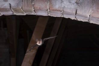 Brown long-eared bat (Plecotus auritus) in flight from its summer quarters, Brandenburg, Germany,