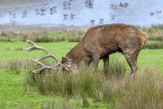 Rutting red deer (Cervus elaphus) stag in grassland rubbing big antlers in tall grass and