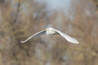 Great egret (Ardea alba) in flight in the sky, Bas-Rhin, Alsace, Grand Est, France, Europe