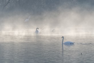 Mute swan (Cygnus olor) silhouette in the morning mist on the water of a lake. Bas-Rhin, Alsace,