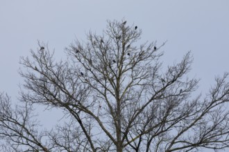 Starlings gather in treetops at dusk, Switzerland, Europe