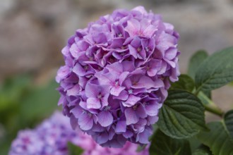 Hydrangea, hydrangea, hydrangea blossom, Brittany, France, Europe