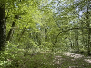 Beech forest beeches (Fagus) trees deciduous trees sprout leaves in green mixed deciduous forest in