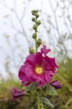 Common hollyhock (Alcea), Brittany, France, Europe