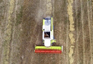 Aerial view of combine harvester harvesting grain on an organic farm, Müncheberg, 28/07/2020