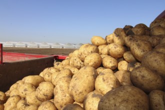 Farmer Hartmut Magin from Mutterstadt harvesting early potatoes in the Palatinate (Mutterstadt,