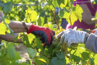 Hand-picking of Chardonnay grapes in the Palatinate in 2023 (Norbert Groß winery, Meckenheim) . The