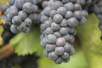 Close-up of ripe blue-green grapes near Meckenheim, Palatinate