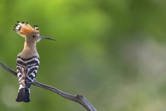 Hoopoe, (Upupa epops), on perch, hoopoe family, formerly raptors, Hides de El Taray / Lesser Kestr,