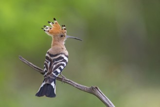 Hoopoe, (Upupa epops), on perch, hoopoe family, formerly raptors, Hides de El Taray / Lesser Kestr,