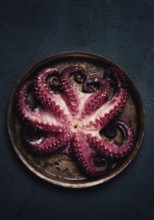 Boiled octopus, close-up, rustic style, no people, top view, close-up