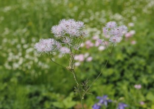 Greater meadow-rue (Thalictrum aquilegiifolium), North Rhine-Westphalia, Germany, Europe