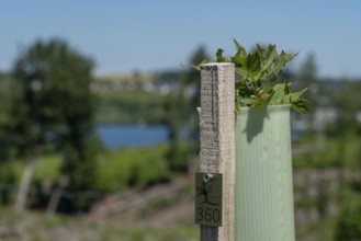 Reforestation in the Arnsberg forest above the Möhnesee, Soest district, citizen forest project,