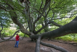 The Sababurg primeval forest, or primeval forest in the Reinhardswald, is a 95-hectare biotope