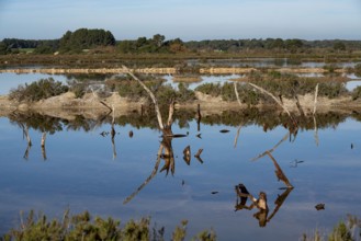 The salt pans of d'es Trenc, near Campos, Majorca, Spain, Europe