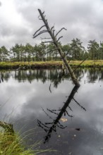 The Pietzmoor, raised bog in the Lüneburg Heath nature reserve, near Schneverdingen, Lower Saxony,