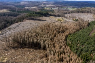 Area in the Arnsberg Forest near Warstein-Sichtigvor, district of Soest, area of a spruce forest