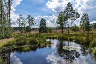 The Büsenbach stream, in the Büsenbach valley, Lüneburg Heath nature reserve, Lower Saxony,