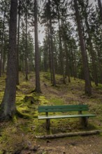 Spruce trees, park bench, forest, in the Arnsberg Forest, Sauerland, North Rhine-Westphalia,