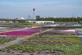 Nursery, plant breeding, ornamental plants grow in flower pots, outdoors, Düsseldorf-Volmerswerth,