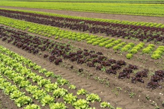 Agriculture, lettuce growing in a field, Lollo Bionda and Lollo Rossa, in long rows of plants,