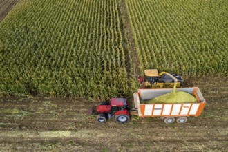 Maize harvest, combine harvester, chopper works its way through a maize field, the silage is pumped